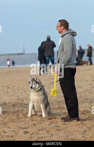 Dog walker with Siberian Husky on a lead, having a break and looking out across North Sea. Hackles raised as another dog is noticed approaching. Sea P Stock Photo