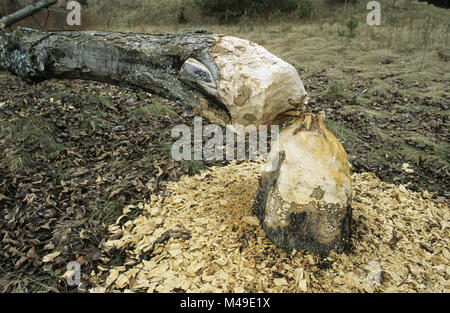 Sycamore tree felled by beavers in the Augustow Forest in north east Poland March 2008 Stock Photo