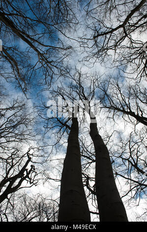Trees in Burnham Beeches National Nature Reserve in winter