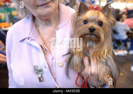 Crufts Dog Show March 2006 . Yorkshire Terrier being judged . National Exhibition Centre , Birmingham , England . Stock Photo