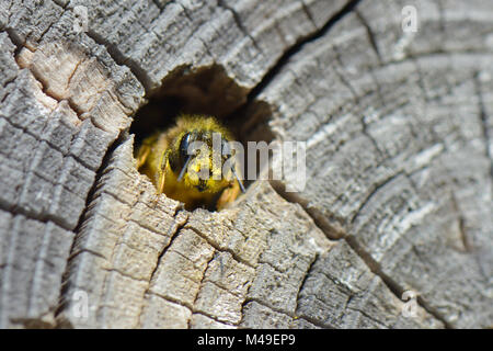 Red mason bee (Osmia rufa) female emerging from her nest hole in a drilled log within an insect hotel after provisioning a brood cell with pollen, Gloucestershire garden, UK, April. Stock Photo