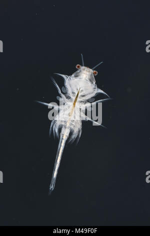 Brine shrimp or monkey shrimp (Artemia salina) male.  Controlled conditions. Stock Photo