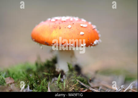 Fly agaric toadstool mushroom  ( Latin name  Amanita muscaria )