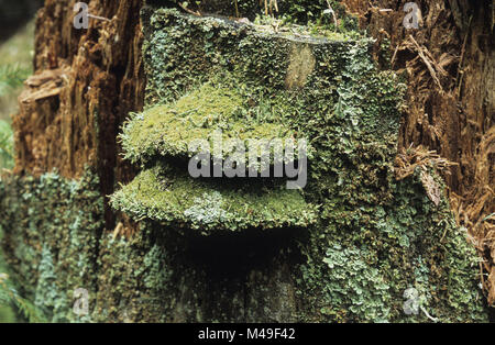 Bracket fungi covered in lichen growing on a rotten tree stump in the Augustowska forest in the Suwalszczyzna region of north east Poland August 2007 Stock Photo