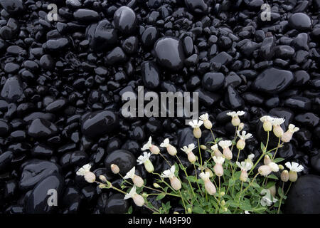 Sea campion (Silene uniflora) white flowers growing on black volcanic rocks, Snaefellsnes, Iceland, June Stock Photo