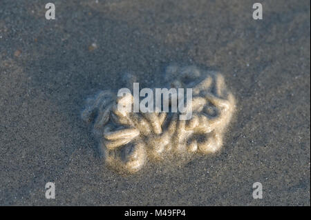 Lugworm casts on a beach in West Wittering, UK Stock Photo