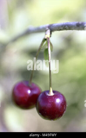 Morello sour cherry growing on an allotment in Slough England  July 2007 Stock Photo