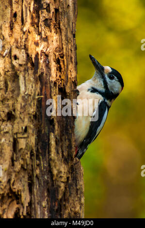 Great Spotted Woodpecker (Dendrocopos major) looking for food in a vertical branch Stock Photo