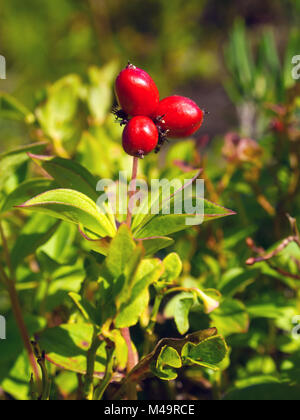 Berries Swedish turf cornus suecica (The Latin name: Chamaepericlymenum suecicum) Stock Photo