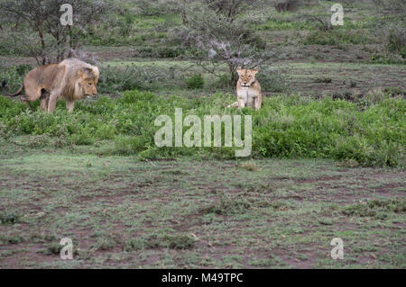Male lion standing up next to a female lioness in the bushes in the Serengeit, Northern Tanzania during a safari Stock Photo