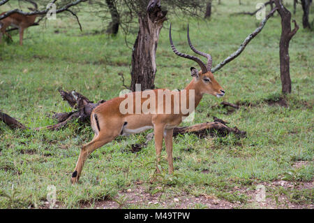 Thompson's gazelle or Gran't gazelle on the savannah in the Serengeit, Tanzania, with long curved horns and trees in the background Stock Photo