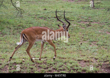 Thompson's gazelle or Gran't gazelle on the savannah in the Serengeit, Tanzania, with long curved horns and trees in the background Stock Photo