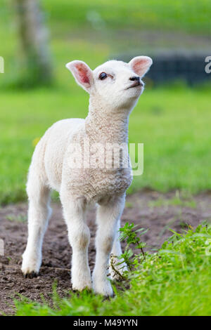 One white newborn lamb standing in green grass Stock Photo