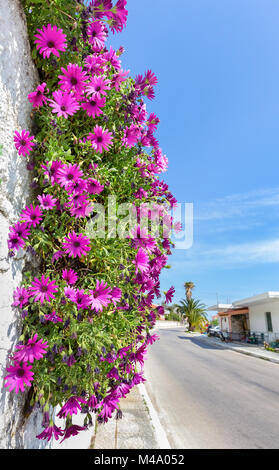 Hanging pink spanish daisies on wall near street Stock Photo