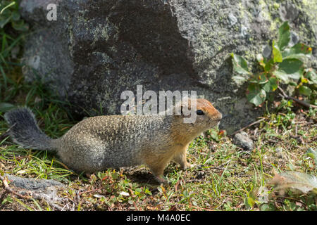 Arctic ground squirrel at foot of volcano on Kamchatka. Stock Photo