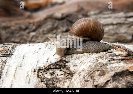 Roman Snail - Helix pomatia. Helix pomatia, common names the Roman, Burgundy, Edible snail or escargot, is a species of large, edible, air-breathing l Stock Photo