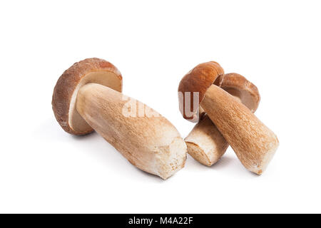 Harvested at autumn amazing edible mushrooms boletus edulis (king bolete) known as porcini mushrooms isolated on white background. Stock Photo