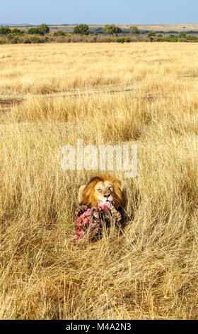 Mature male lion (Panthera leo) eating from the carcass of his prey, a Cape buffalo, in lond grass in savannah, Masai Mara, Kenya Stock Photo