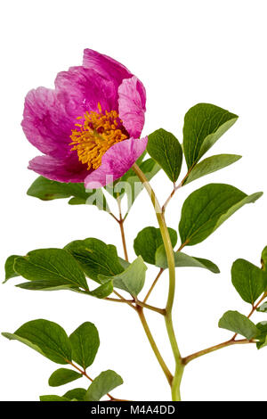 Pink peony flower, isolated on white background