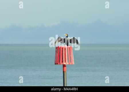 Cormorant on red marker post with wings spread Stock Photo