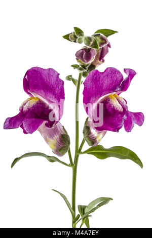 Flowers of snapdragon, lat.Antirrhinum, isolated on white background Stock Photo