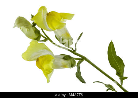 Flowers of snapdragon, lat.Antirrhinum, isolated on white background Stock Photo