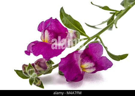 Flowers of snapdragon, lat.Antirrhinum, isolated on white background Stock Photo