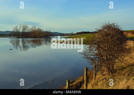 River Till in flood, Northumberland Stock Photo