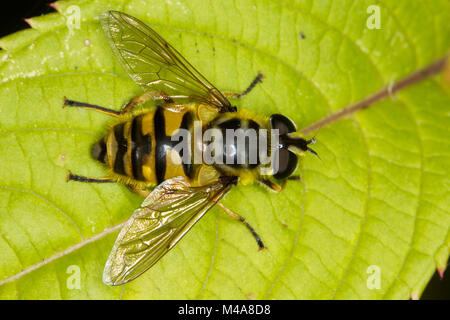 Myathropa florea hoverfly resting on a leaf Stock Photo