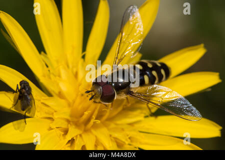 male Scaeva pyrastri hoverfly on a yellow hawkweed flower Stock Photo