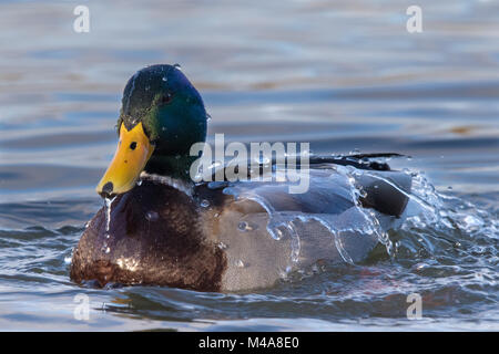 male Mallard (Anas platyrhynchos). Duck with water running off its back while having a bath Stock Photo