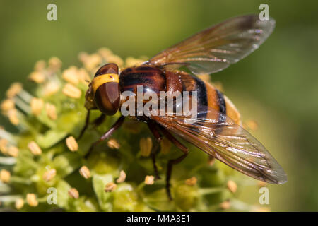 Volucella zonaria (a hornet-mimic hoverfly) feeding on Ivy (Hedera helix) flowers Stock Photo