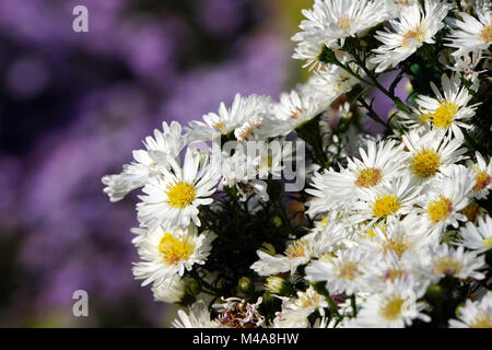 white wood aster [Aster divaricatus, syn.: Eurybia divaricata] Stock Photo