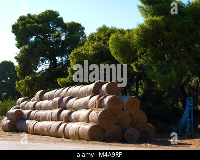 Round hay bales in a farm field during summer Stock Photo