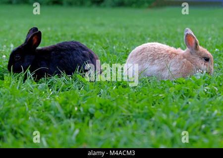 Two grazing rabbits, one black, one brown Stock Photo