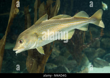 Königskabeljau, Königs-Kabeljau, Königsdorch, Königs-Dorch, Dorsch, Kabeljau, Gadus morhua, King Cod, Cod, Atlantic cod, Morue, codling, codfish, Cabb Stock Photo