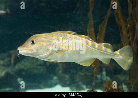 Königskabeljau, Königs-Kabeljau, Königsdorch, Königs-Dorch, Dorsch, Kabeljau, Gadus morhua, King Cod, Cod, Atlantic cod, Morue, codling, codfish, Cabb Stock Photo