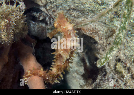 Spiny seahorse/thorny seahorse(Hippocampus histrix) near Panglao Island, Philippines Stock Photo