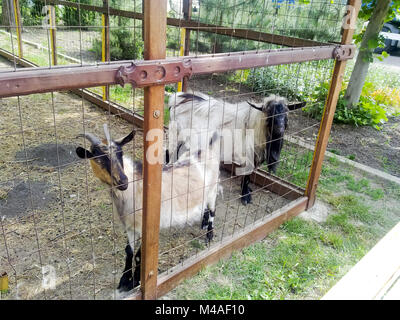 Goats in the household. Mini goat farm Stock Photo