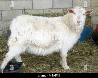 Goats in the household. Mini goat farm Stock Photo