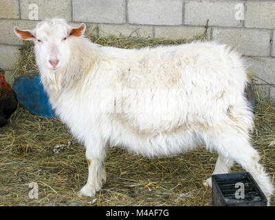 Goats in the household. Mini goat farm Stock Photo