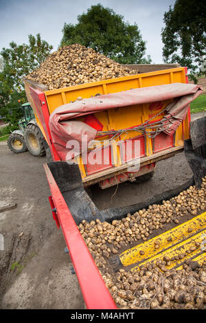 Tractor with dump truck loaded with potatoes throws it into a container for further processing. Stock Photo