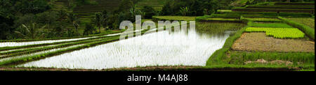 Rice Field Panorama. Main cereal in asian countries like China Stock Photo