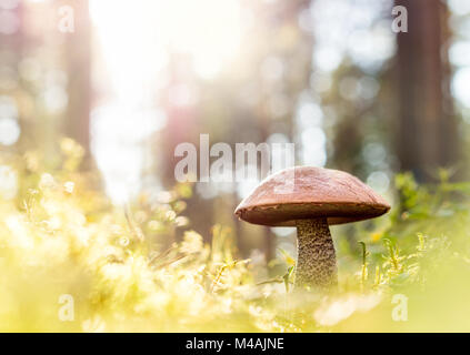 Brown mushroom in the woods. Fungus in the middle of trees and grass in forest. Sun shining. Rough-stemmed bolete, scaber stalk or birch bolete. Stock Photo