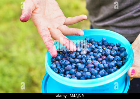 Blueberries in a casket and container in forest. Dirty fingers colored blue and purple by the berries. Woman gathering and picking healthy snack. Stock Photo
