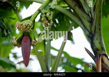 Young Banana blossom in tropical forest. Stock Photo