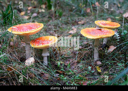 In the woods in a clearing grow mushrooms toadstools. Stock Photo