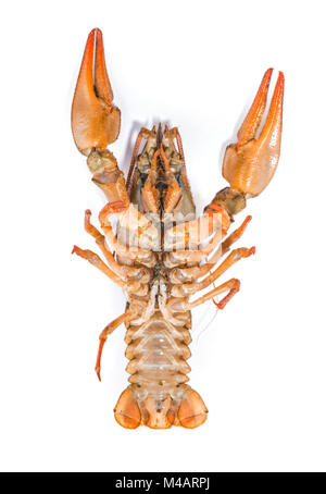 Boiled crawfish is isolated on a white background Stock Photo