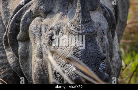 Eye in eye with a One Horned Rhinoceros Stock Photo