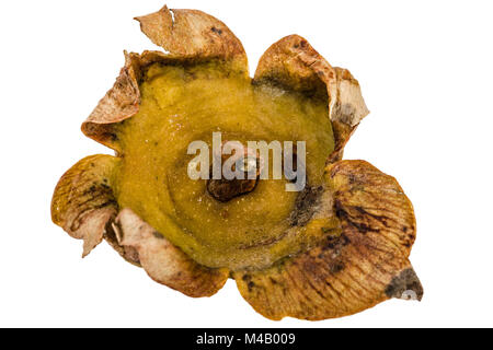 Dried leaves of persimmon fruits, isolated on white background Stock Photo